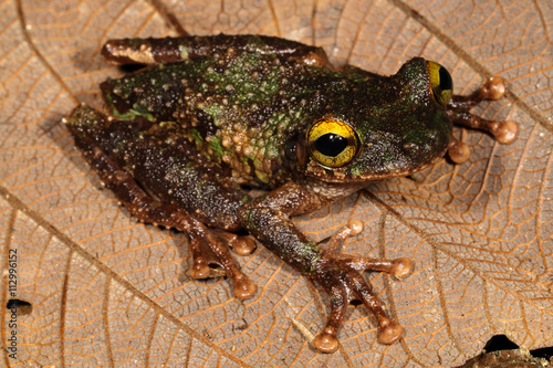 Buckley's slender-legged tree frog, Osteocephalus buckleyi, is a species of frog in the family Hylidae. photo