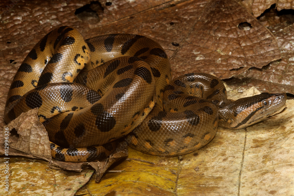 Eunectes is a genus of boas found in tropical South America. They are an  aquatic group