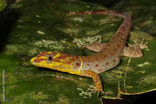Gonatodes humeralis is a genus of New World dwarf geckos of the family Sphaerodactylidae. photo