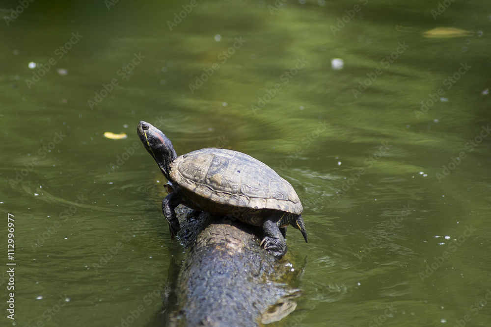 Obraz premium tartaruga