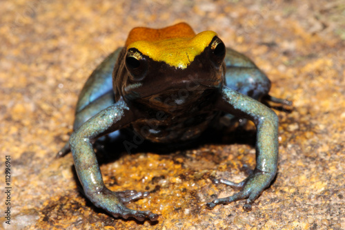 The Blue-legged Mantella is a species of frog in the Mantellidae family. It is endemic to Madagascar. Its natural habitats are subtropical or tropical dry forests, rivers, and Intermittent rivers.