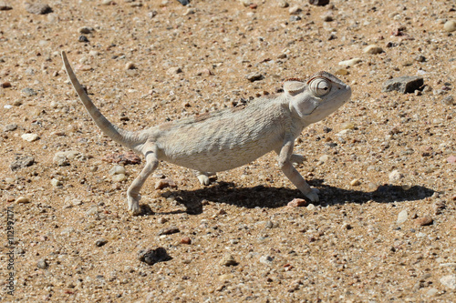 The Namaqua chameleon is a ground-living lizard found in the western desert regions of Namibia, South Africa and southern Angola.