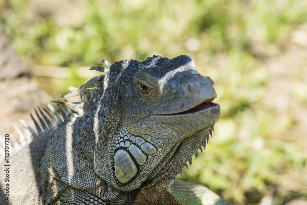 particolare della testa di un iguana all'ombra particolare della testa di un iguana all'ombra