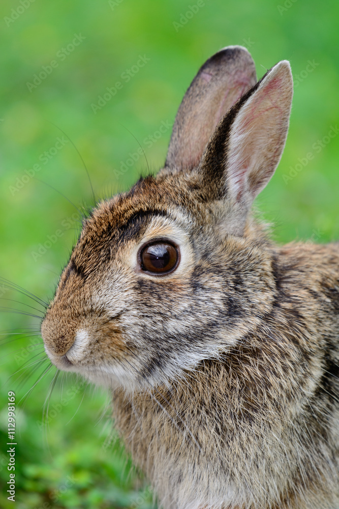 Swamp Rabbit, Swamp Hare,(Sylvilagus aquaticus), Swamp Rabbit, Swamp Hare,(Sylvilagus aquaticus),