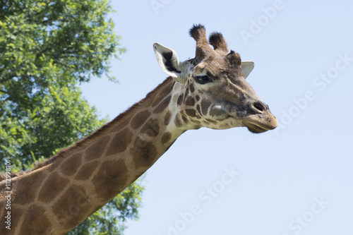 Giraffa