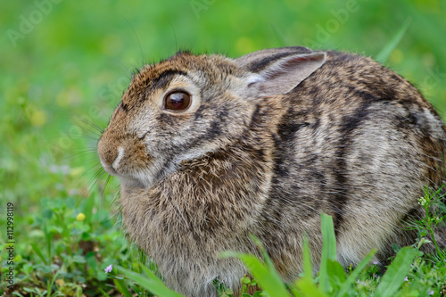Scared Swamp Rabbit Swamp Hare Sylvilagus aquaticus