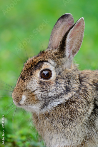 Swamp Rabbit, Swamp Hare,(Sylvilagus aquaticus), © jwjarrett