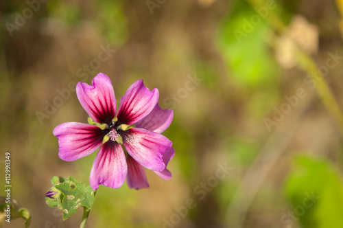The Malva Sylvestris flower