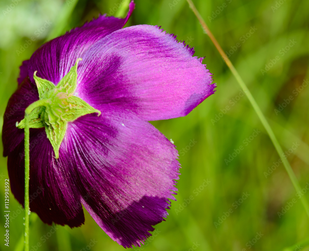 Naklejka premium Purple Winecup (callirhoe involucrata) open, selective focus foreground