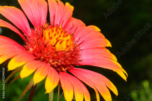 Indian Blanket  Gaillardia pulchella  or Firewheel wildflower se