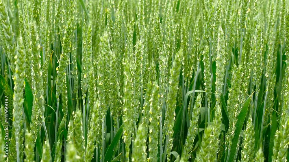 Panning shot of a green field of wheat. Panning shot of a green field of wheat.