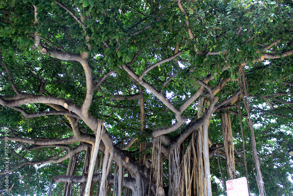 Obraz premium Banyan tree in Waikiki