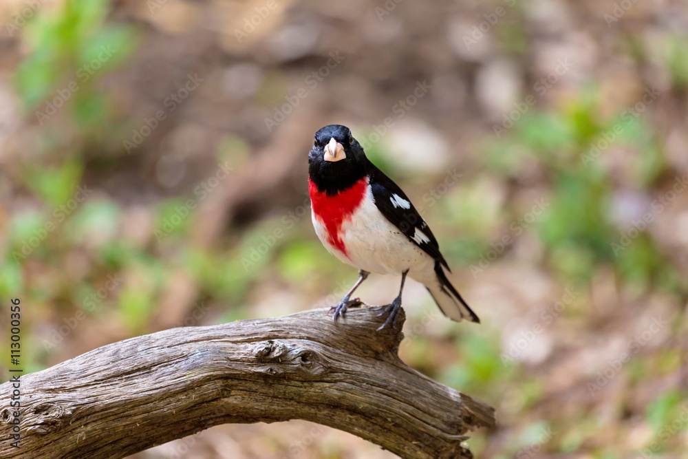 Rose-breasted Grosbeaks male, they are like an exclamation mark at your bird feeder or in your binoculars. Rose-breasted Grosbeaks male, they are like an exclamation mark at your bird feeder or in your binoculars.