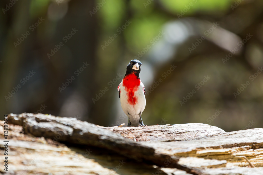 Rose-breasted Grosbeaks male, they are like an exclamation mark at your bird feeder or in your binoculars. Rose-breasted Grosbeaks male, they are like an exclamation mark at your bird feeder or in your binoculars.