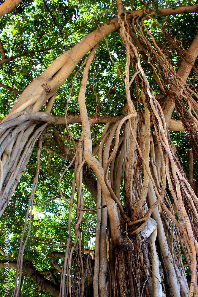 Banyan tree in Waikiki Banyan tree in Waikiki