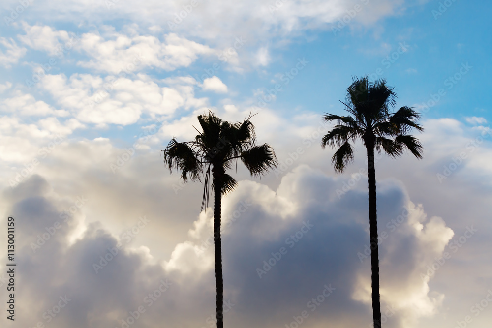 Obraz premium Palm Tree in Stormy Summer Sky