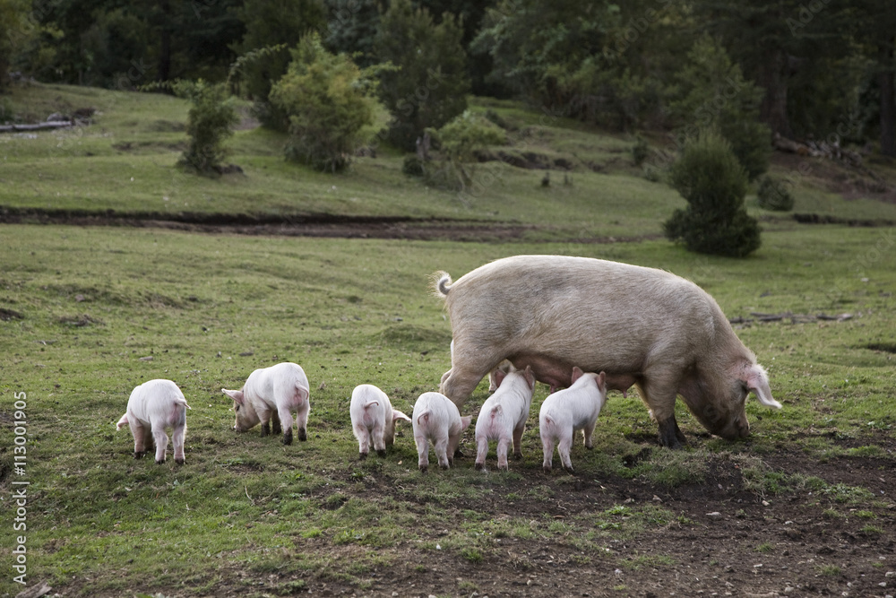A pig with piglets in a field A pig with piglets in a field