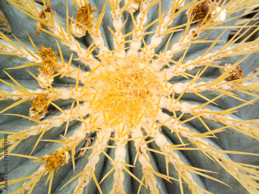 Cactus Cactus