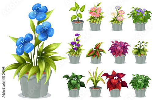 Flowers in the clay pot