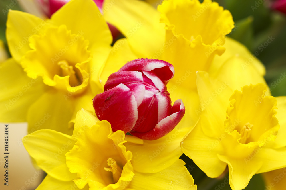 Tulip among daffodils Tulip among daffodils