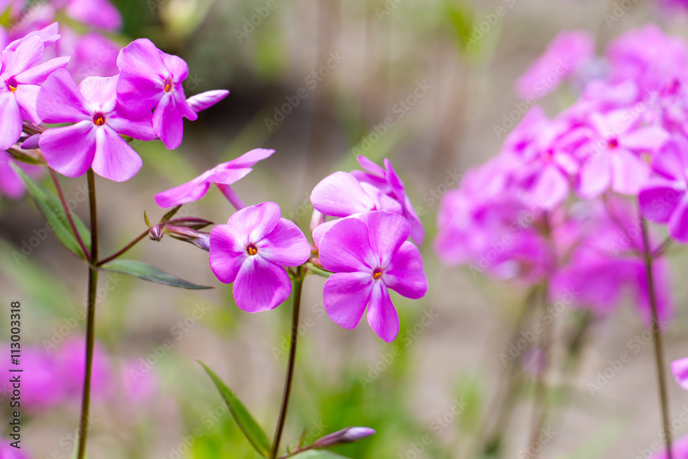 Obraz premium Summer flowers