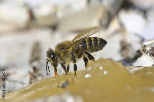Bee eating honey. © Igor Potapov
