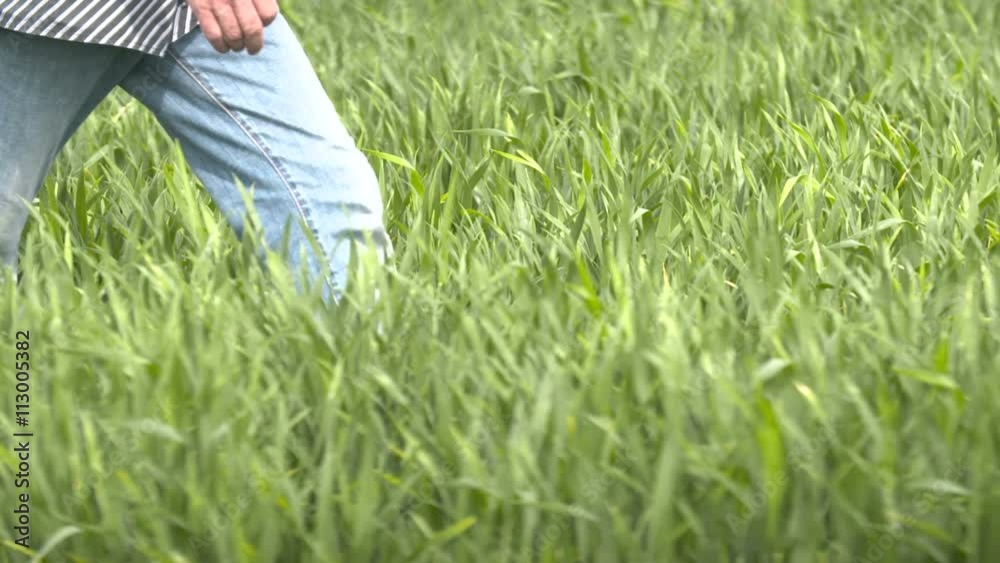 Farmer walking in wheat field at Farmer walking in wheat field at