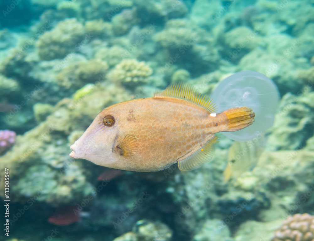 fish. Red Sea. Egypt