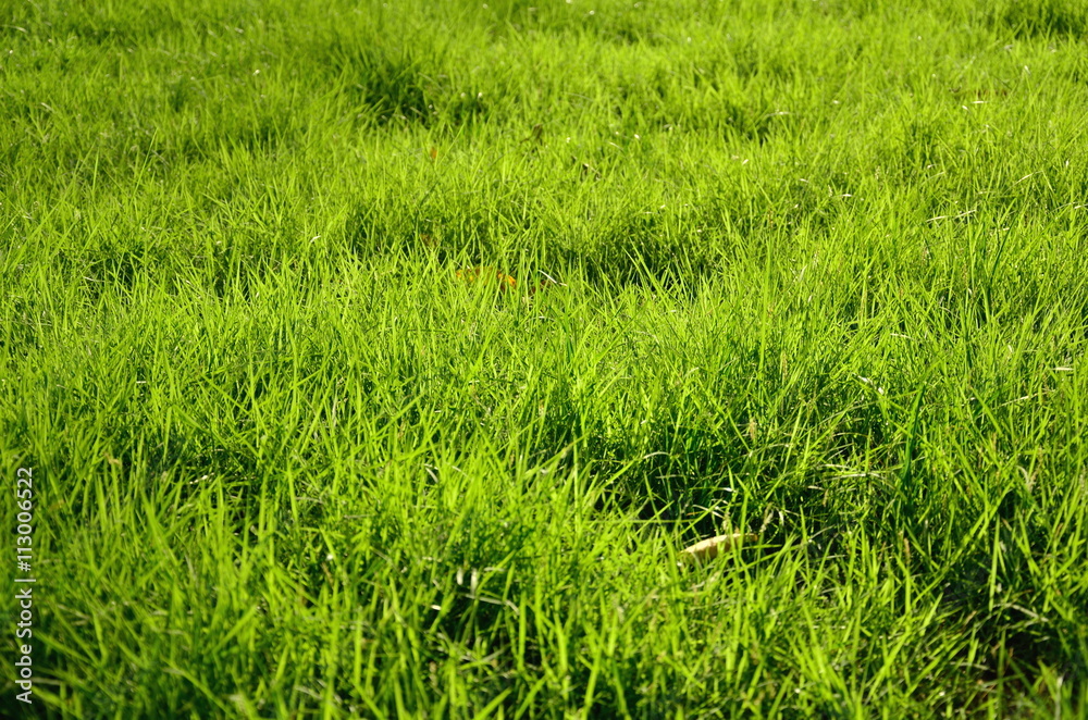 green grass background from field