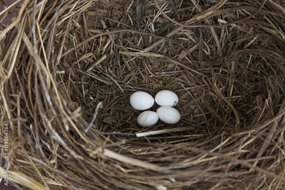 Four eggs in a bird's nest Four eggs in a bird's nest