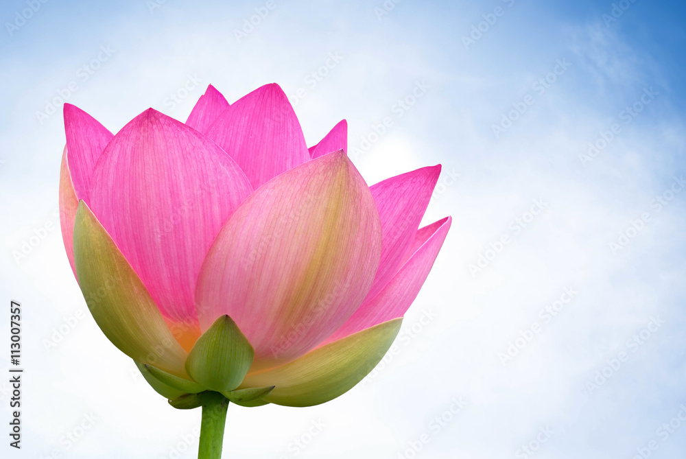 Lily Lotus flower water plant Lily Lotus flower water plant