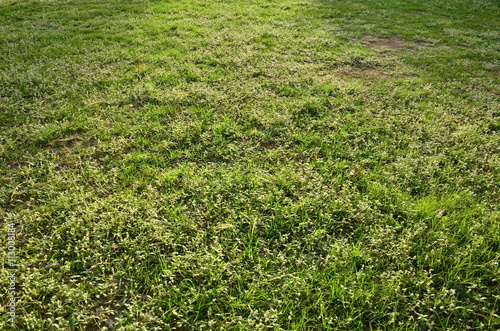 green grass background from field