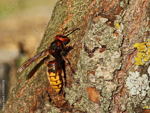 Asian giant hornet, Vespa mandarinia photo