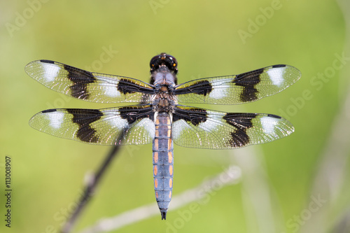 Eight-spotted Skimmer (Libellula forensic) Adult Male Perching. Skyline Ridge Open Space Preserve, Santa Clara County, California, USA. photo