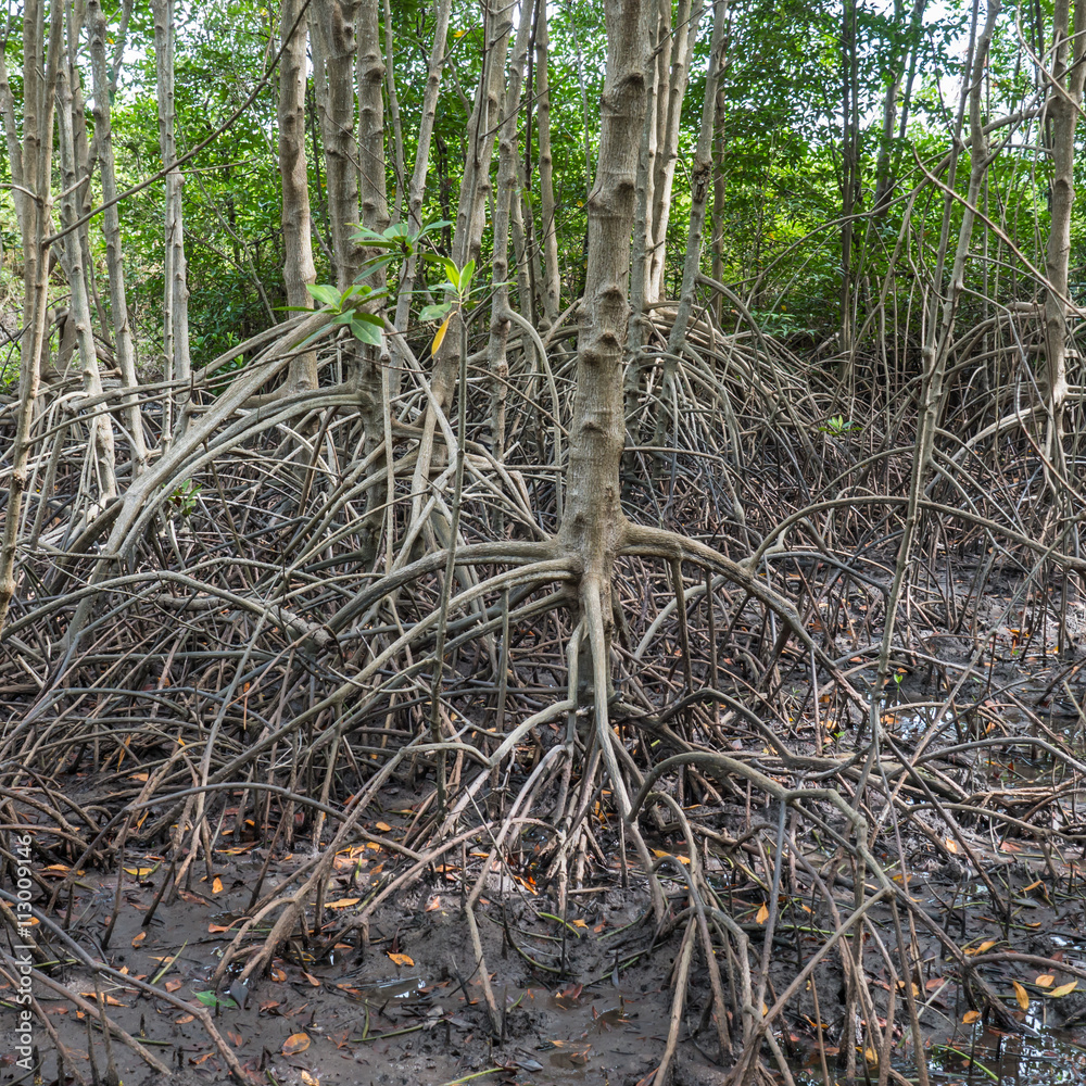 Root of tree in mangrove forest Root of tree in mangrove forest