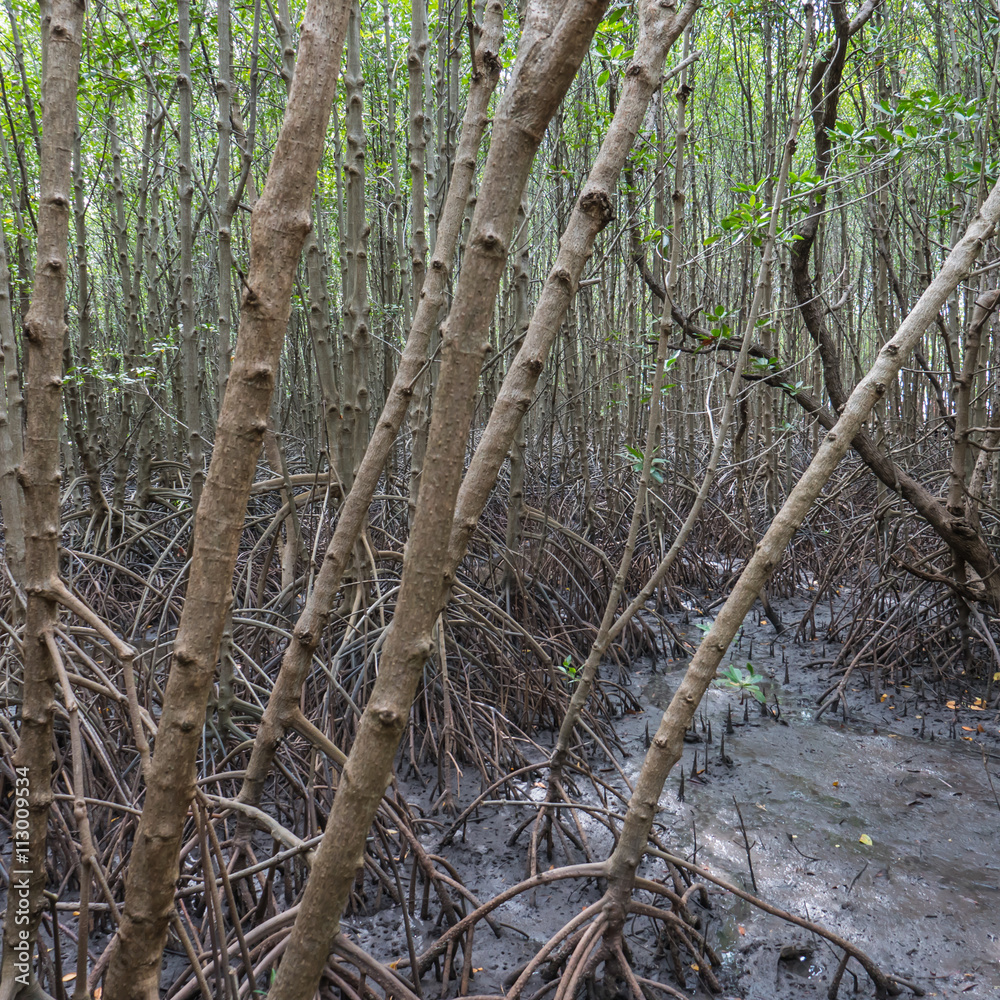 Obraz premium Root of tree in mangrove forest