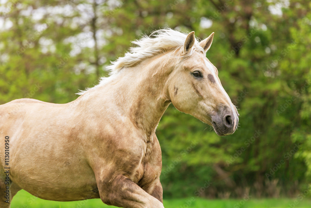 Beautiful Estonian draft horse. Beautiful Estonian draft horse.