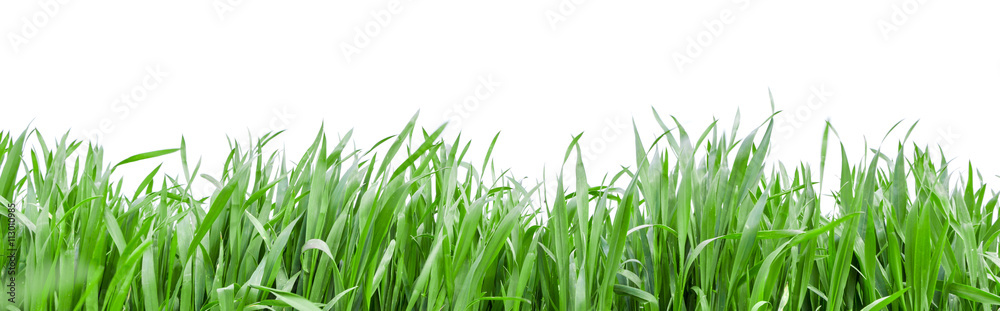 Grass in high definition isolated on a white background Grass in high definition isolated on a white background