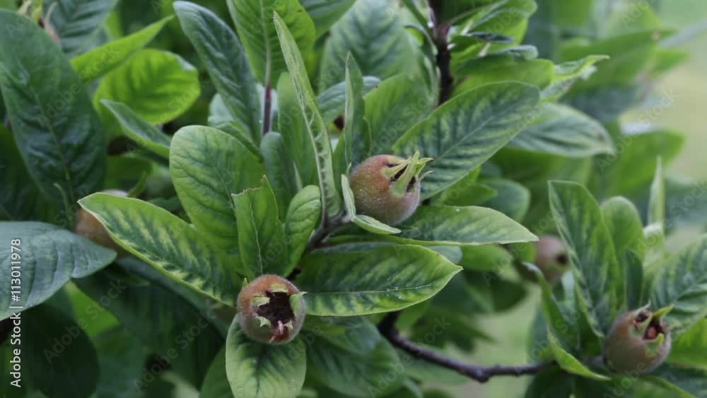 Mespilus germanica, known as the medlar or common medlar Mespilus germanica, known as the medlar or common medlar