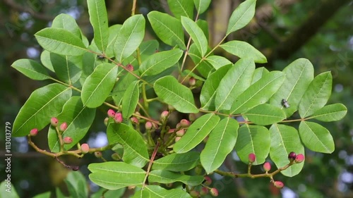 Pistacia terebinthus, known commonly as terebinth and turpentine tree, is a species of Pistacia, native to the Canary Islands, and the Mediterranean region photo