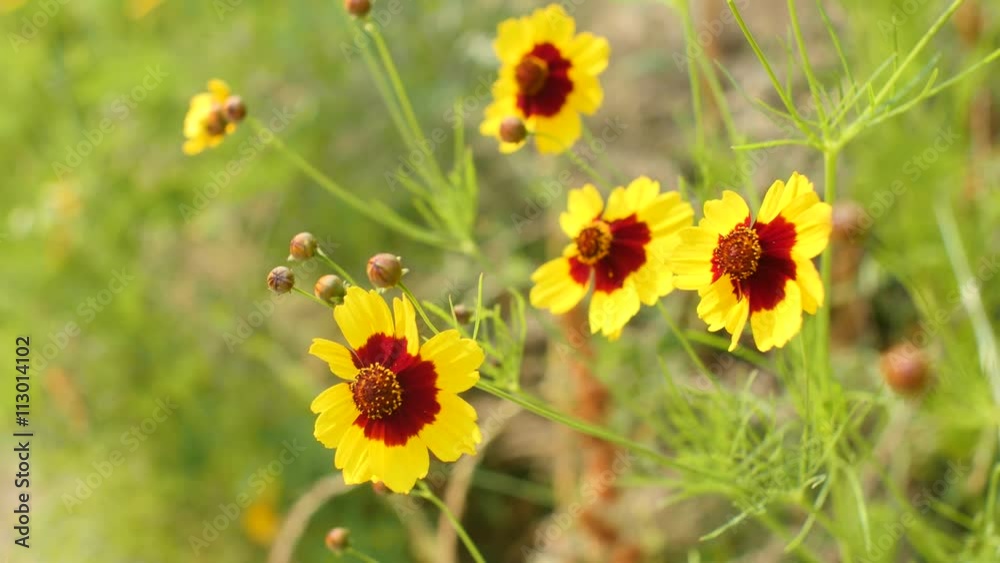 flower flower