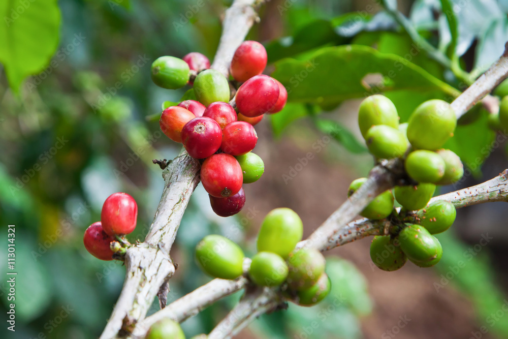 Coffee tree with ripe berries