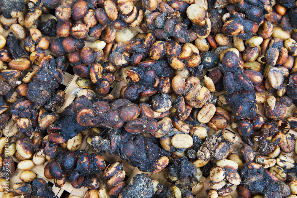 Kopi luwak is one of the world's most expensive varieties of cof