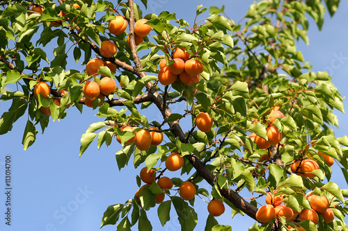 Tasty apricot on tree
