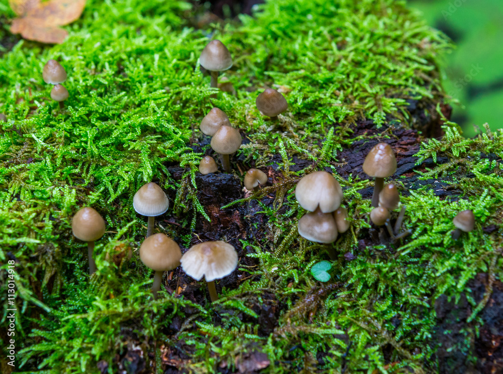 mushroom mushroom