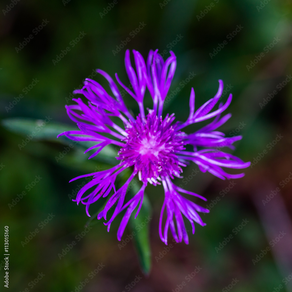 montane knapweed montane knapweed