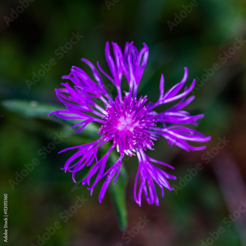 montane knapweed