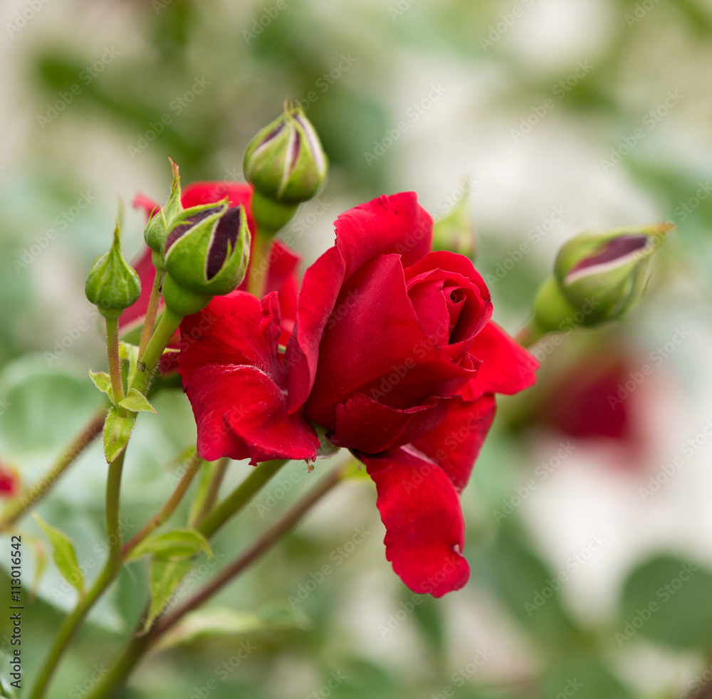 beautiful red roses in spring garden beautiful red roses in spring garden