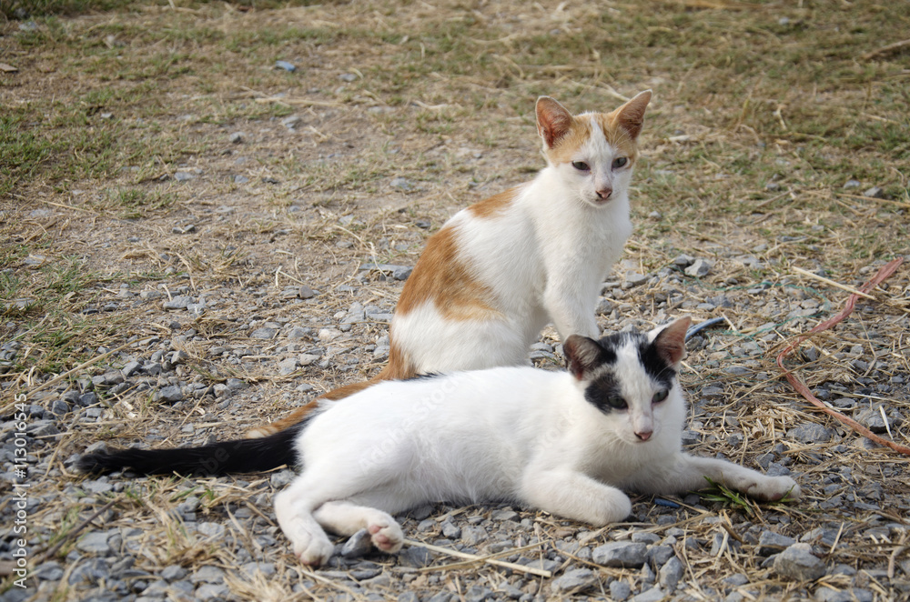 Thai domestic cats
