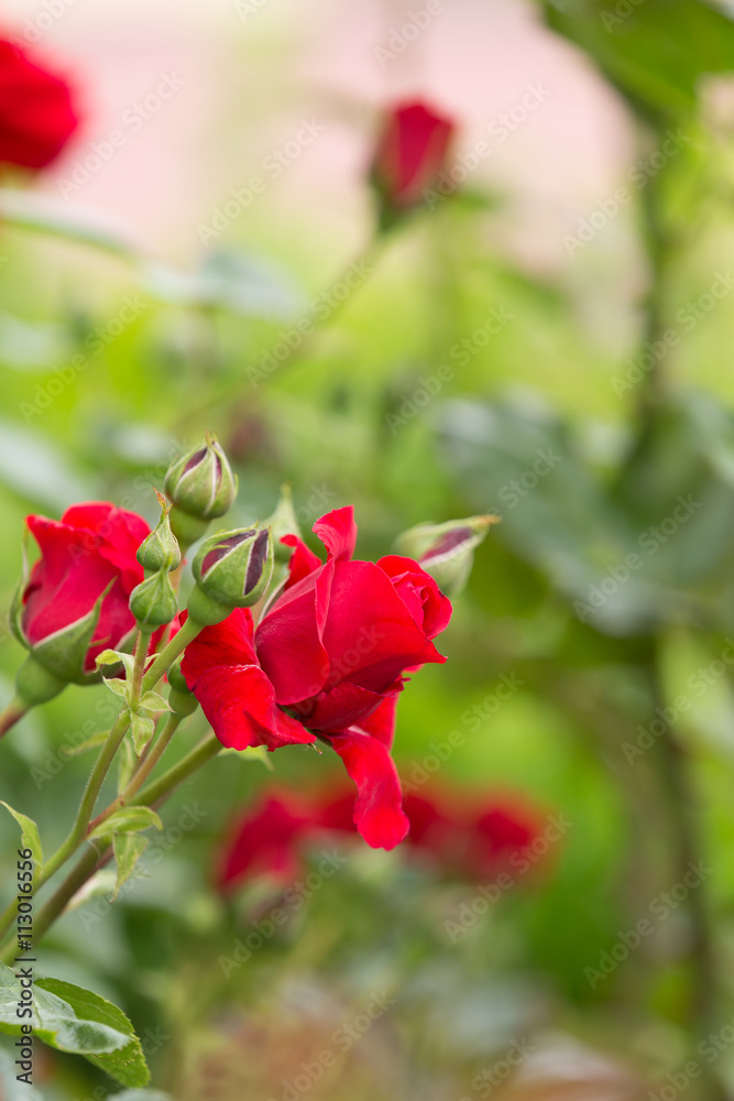 beautiful red roses in spring garden beautiful red roses in spring garden